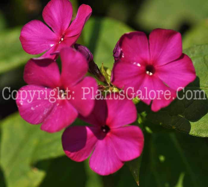 PGC-P-Phlox-paniculata-Nicky-1-2010