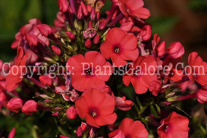 PGC-P-Phlox-paniculata-Orange-Perfection-2010-03