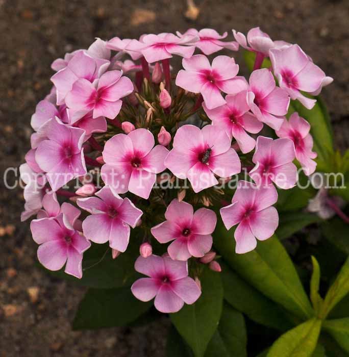 PGC-P-Phlox-paniculata-Pixie-Twinkle-2010-01