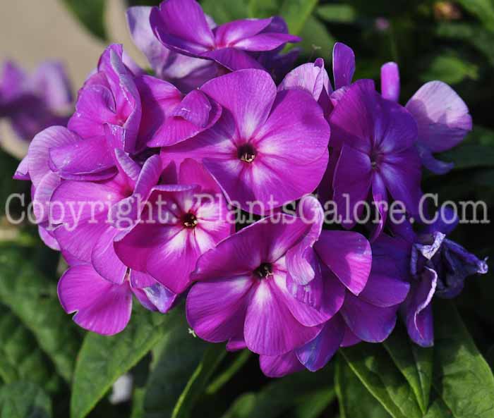 PGC-P-Phlox-paniculata-Purple-Kiss-813-1