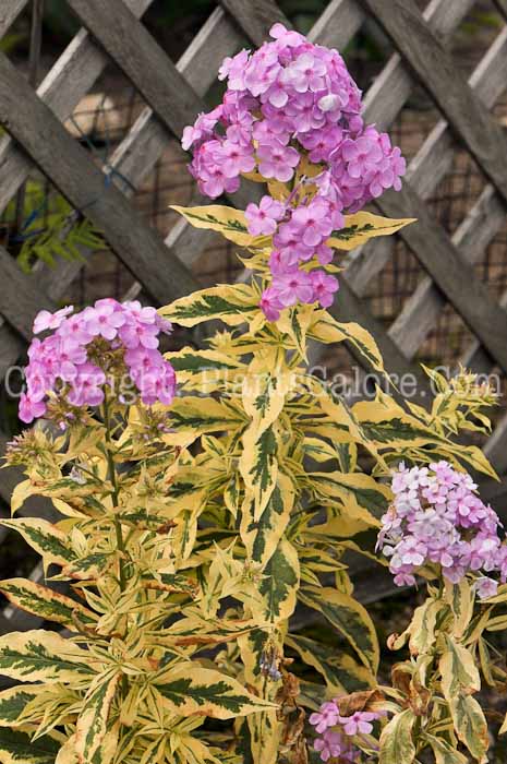 PGC-P-Phlox-paniculata-Shockwave-2010-02