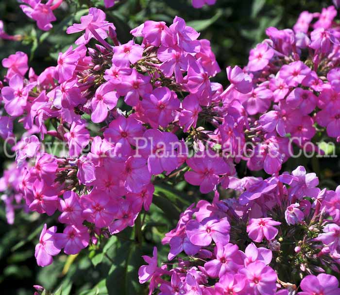 PGC-P-Phlox-paniculata-Shortwood-813-3