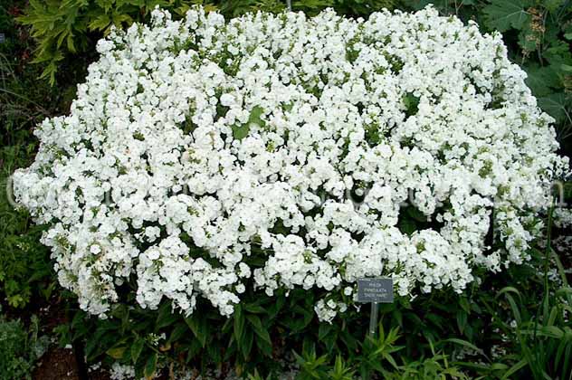 PGC-P-Phlox-paniculata-Snow-Hare-0386