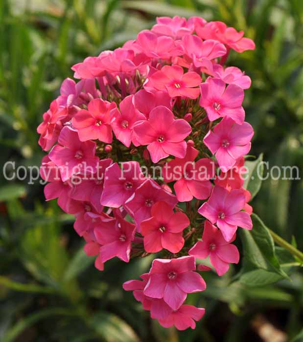 PGC-P-Phlox-paniculata-Starfire-2010-01