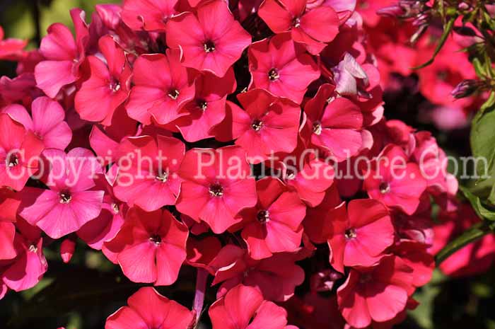 PGC-P-Phlox-paniculata-Starfire-2010-04