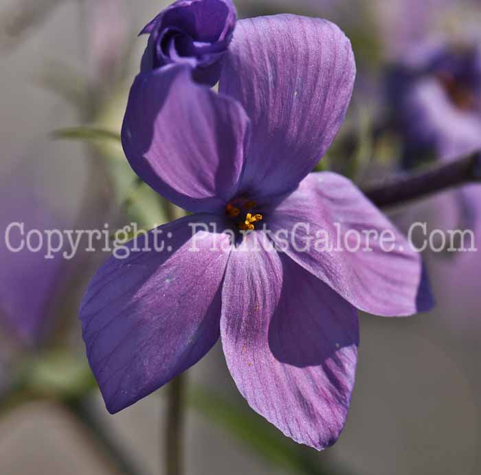 PGC-P-Phlox-stolonifera-Sherwood-Purple-0a1-2010