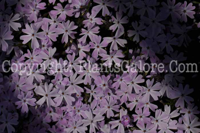 PGC-P-Phlox-subulata-04-2011-2