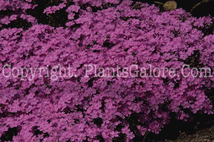 PGC-P-Phlox-subulata-2011-001