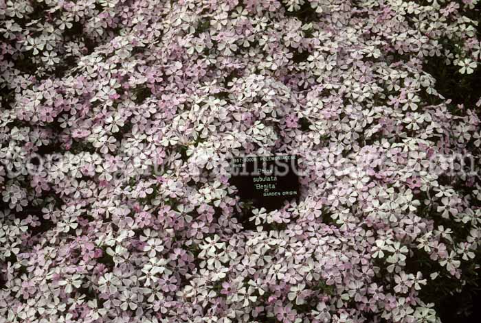 PGC-P-Phlox-subulata-Benita-dde-2010