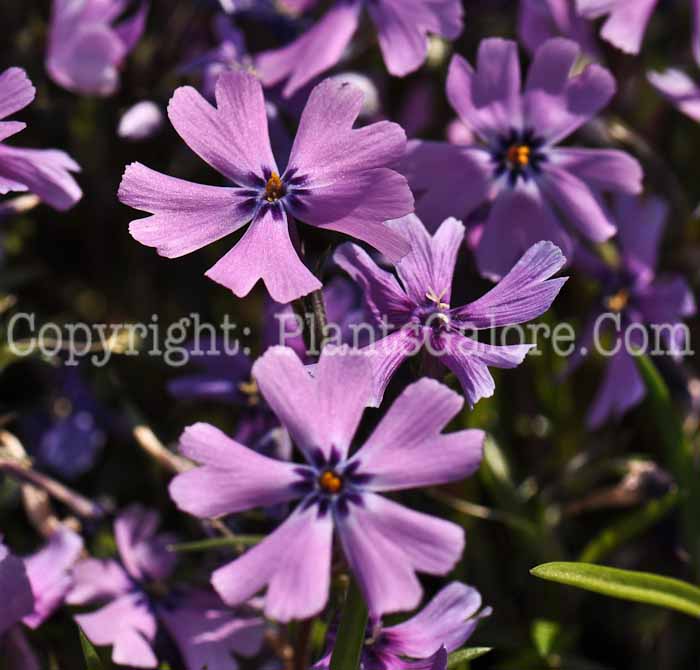 PGC-P-Phlox-subulata-Purple-Beauty-1-2010