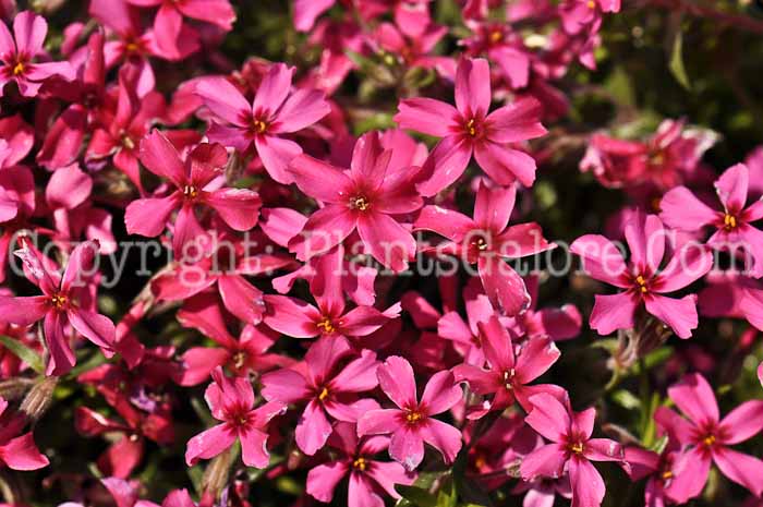 PGC-P-Phlox-subulata-Scarlet-Flame-1-2010