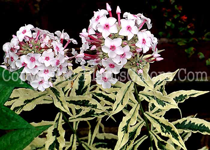 PGC-P-Phlox-subulta-Betty-2010-01