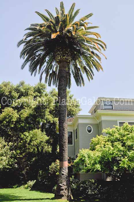 PGC-T-Phoenix-canariensis-04-2012-1