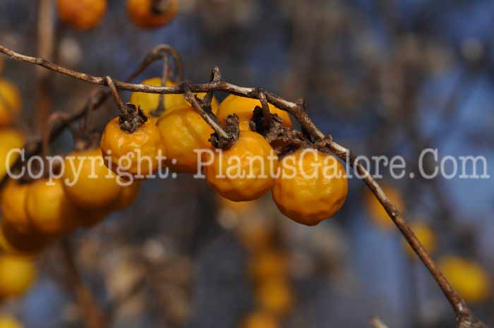 PGC-A-Physalis-pruinosa-aka-Groundcherry-1