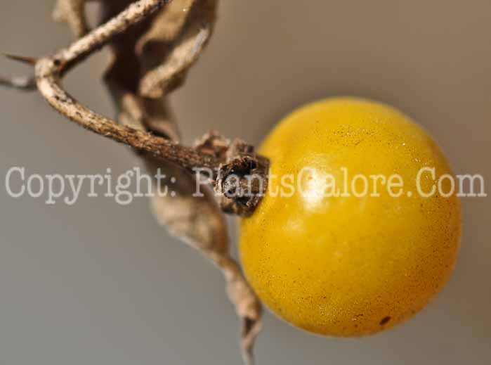 PGC-A-Physalis-pruinosa-aka-Groundcherry-3