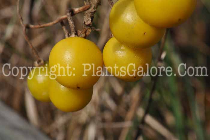 PGC-A-Physalis-pruinosa-aka-Groundcherry-2