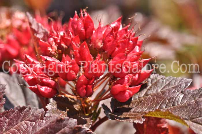 PGC-S-Physocarpus-opulifolius-Center-Glow-03