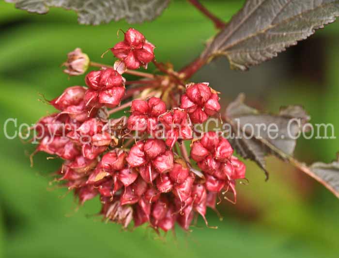 PGC-S-Physocarpus-opulifolius-Center-Glow-08