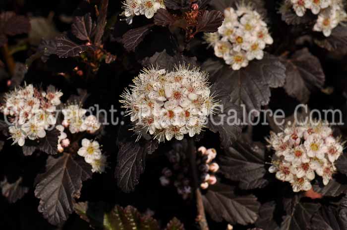 PGC-S-Physocarpus-opulifolius-Monlo-01