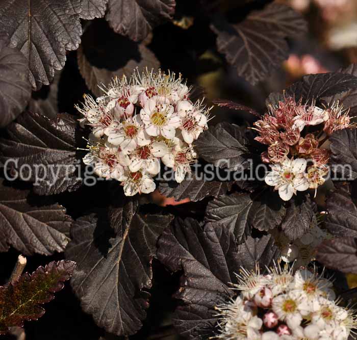 PGC-S-Physocarpus-opulifolius-Monlo-02