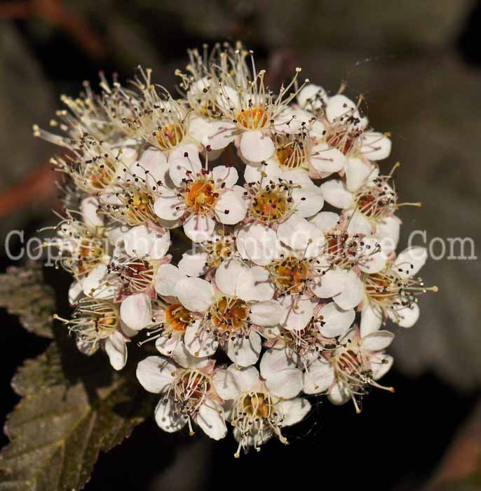 PGC-S-Physocarpus-opulifolius-Monlo-1