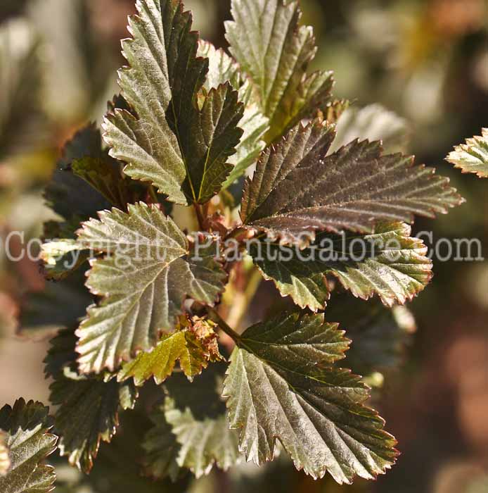 PGC-S-Physocarpus-opulifolius-Seward-01