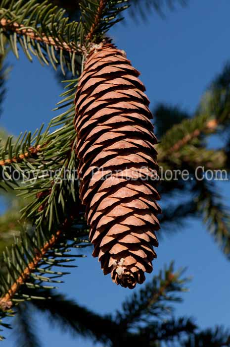 PGC-T-Picea-abies-1013x-1