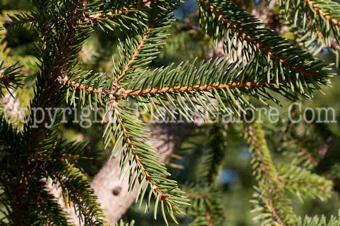 PGC-T-Picea-abies-1013x-2