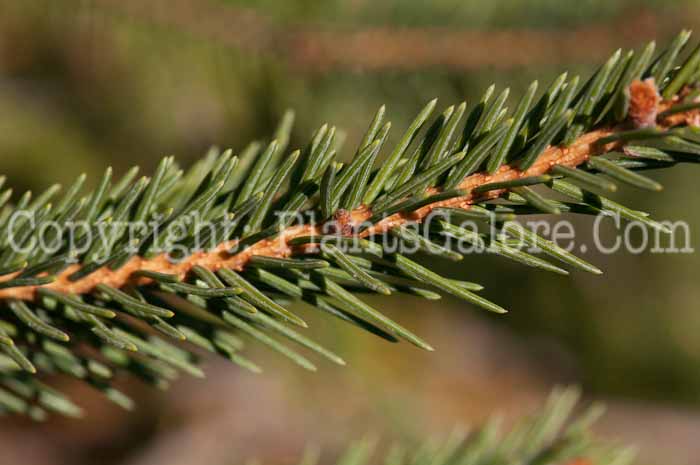 PGC-T-Picea-abies-1013x-3