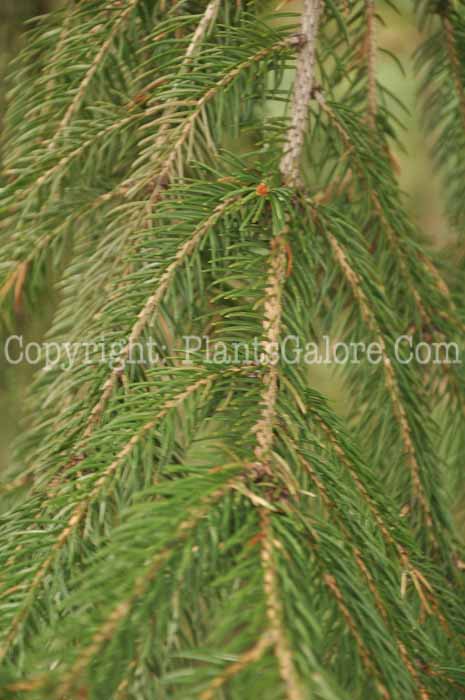 PGC-T-Picea-abies-2010-03