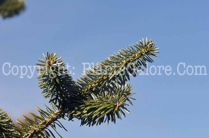 PGC-T-Picea-abies-2010-04