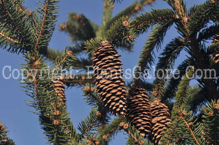 PGC-T-Picea-abies-2010-07