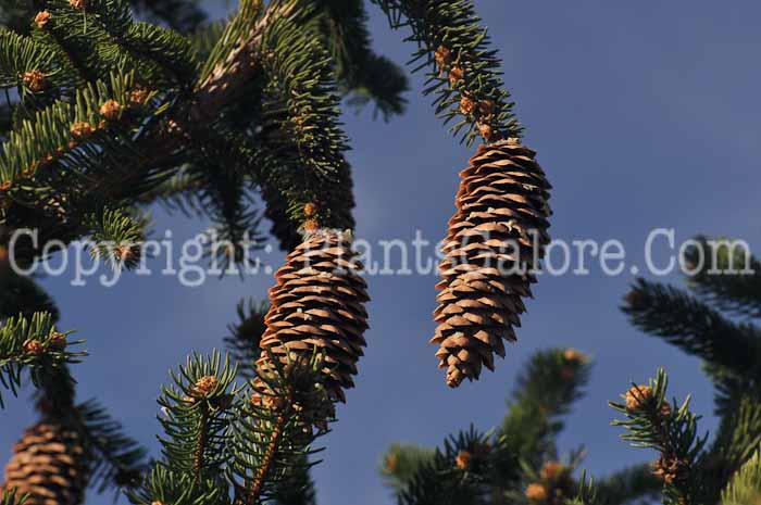 PGC-T-Picea-abies-2010-09