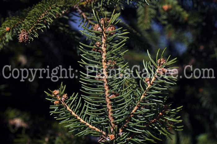 PGC-T-Picea-abies-2010-11