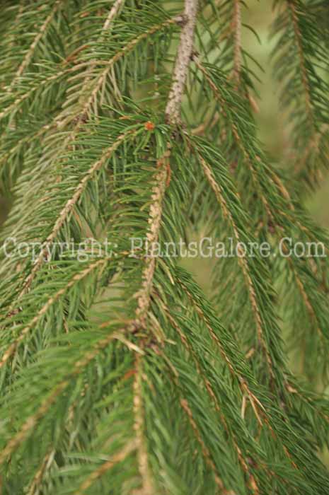 PGC-T-Picea-abies-2010-13