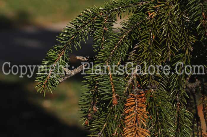 PGC-T-Picea-abies-2010-20