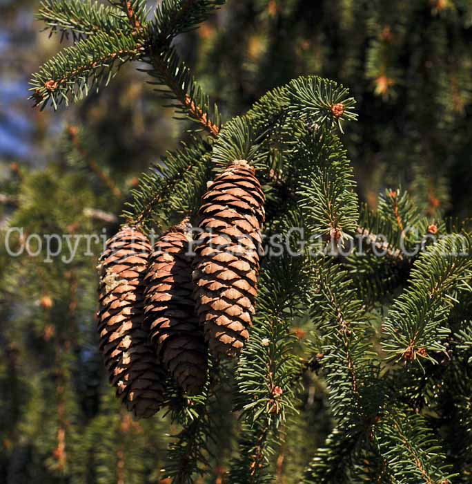 PGC-T-Picea-abies-2010-24