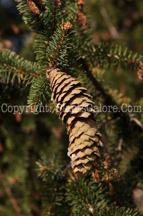 PGC-T-Picea-abies-MSU-2011-002