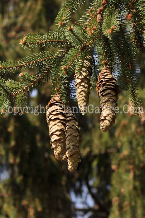 PGC-T-Picea-abies-MSU-2011-003