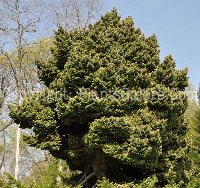 PGC-T-Picea-abies-Merrell-2010-02