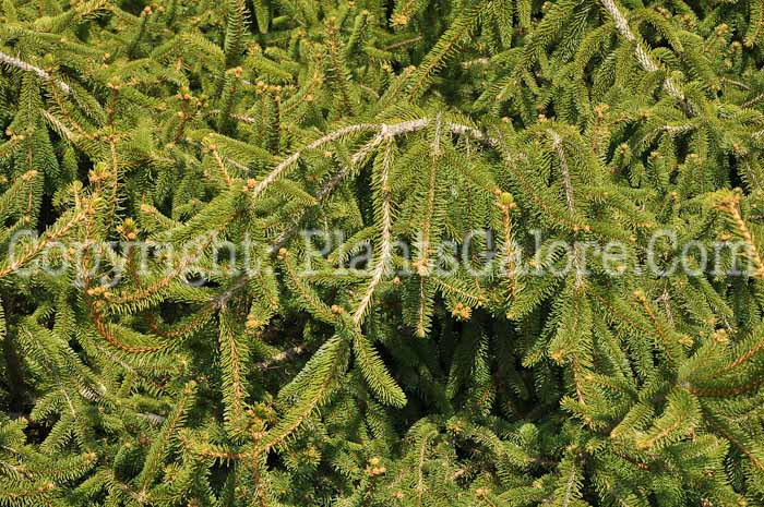 PGC-T-Picea-abies-Pendula-2010-02