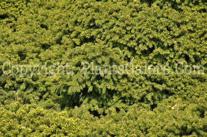 PGC-T-Picea-abies-Pygmaea-2010-02