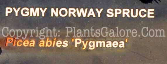 PGC-T-Picea-abies-Pygmaea-2010-03