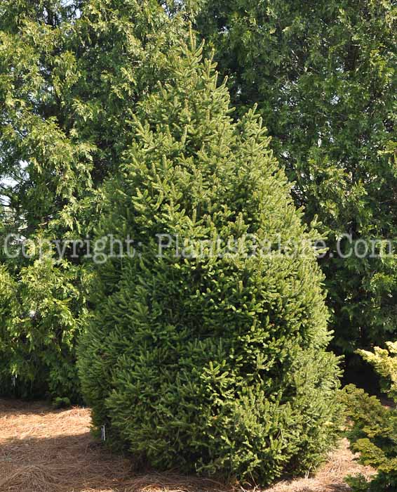 PGC-T-Picea-abies-Pyramidalis-2010-01