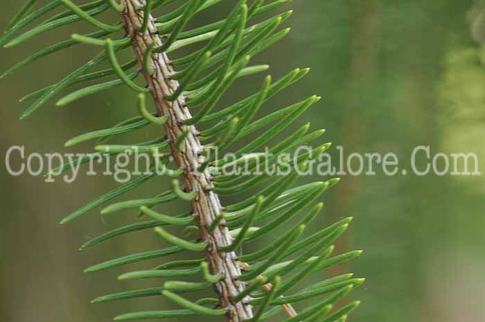 PGC-T-Picea-abies-Virgata-2010-01