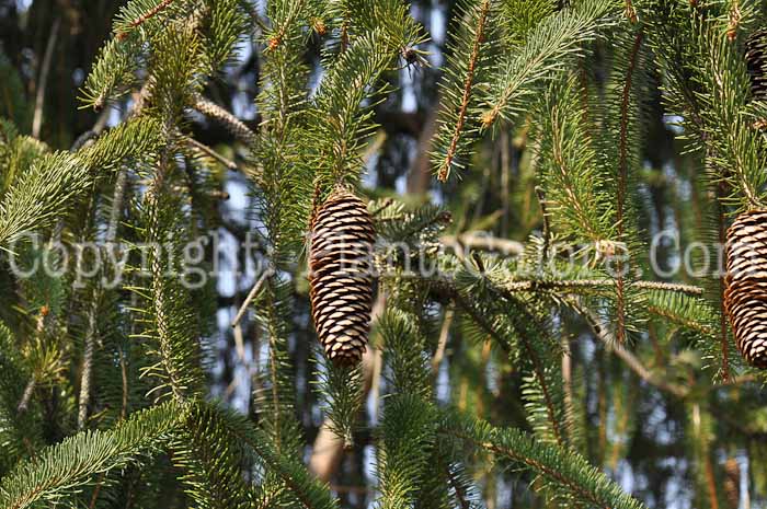 PGC-T-Picea-abies-Virgata-2010-02