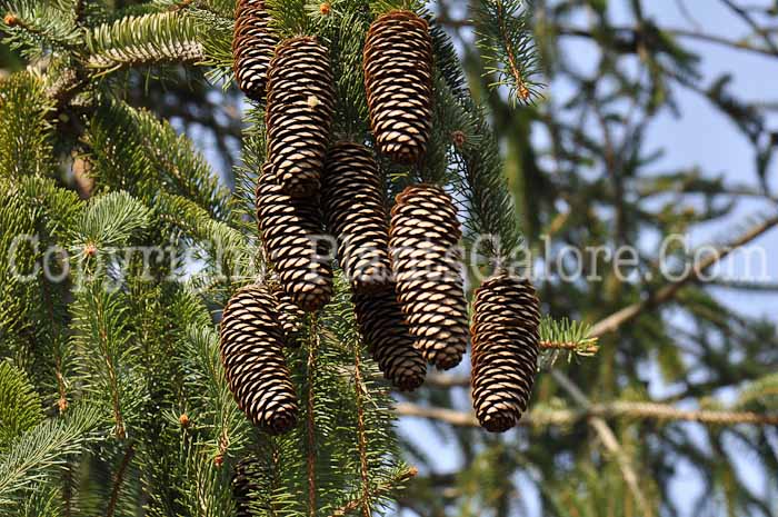 PGC-T-Picea-abies-Virgata-2010-03