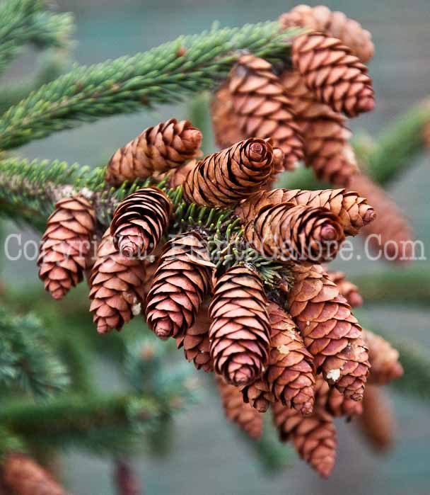 PGC-T-Picea-glauca-1013p-1