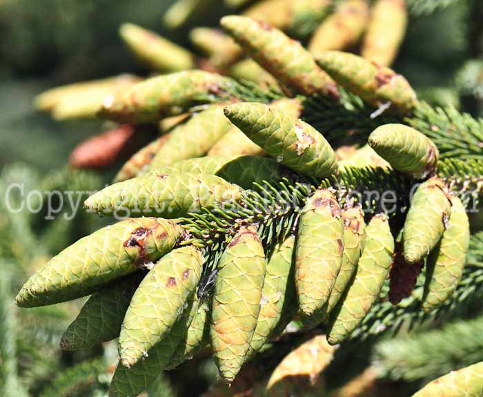 PGC-T-Picea-glauca-813v-1