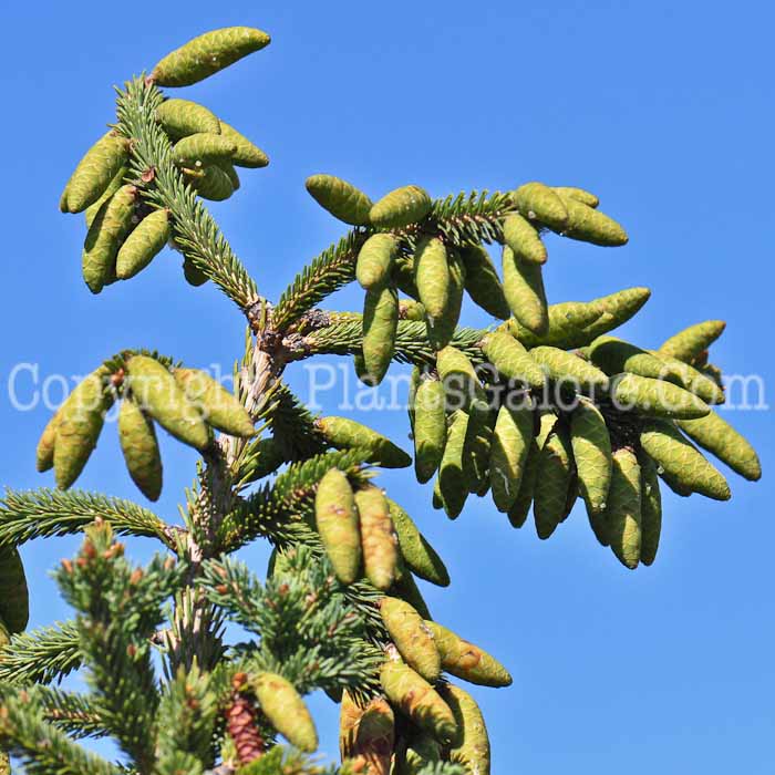 PGC-T-Picea-glauca-813v-2